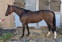 ���������� (BLACK EQUUS) ����