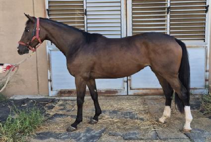 ���������� ����