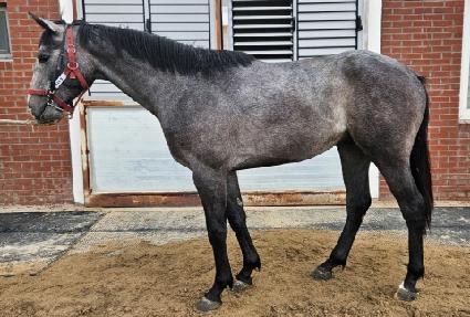 �����Ǻ� ����