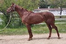 Ʈ���ý�ȭ (TRIPLE SINHWA) ����