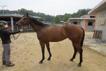 õ��ȣ�� (CHEONMAHORYEONG) ����