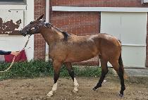 ������� (WIND WAY) ����