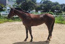 �Ŀ±۷θ� (COME ON GLORY) ����