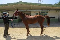 �����󵵳�� (ELDORADO NOLBU) ����