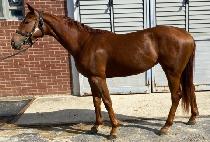 �긮���Ʒ��� (BREEDO ARENA) ����