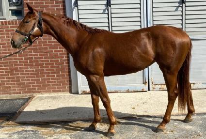 �긮���Ʒ��� ����