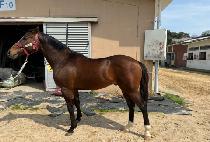 ���̾ƿ��� (DIA X) ����