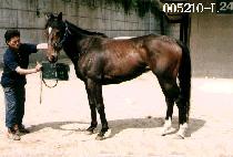 ������ (DO SI IN) ����