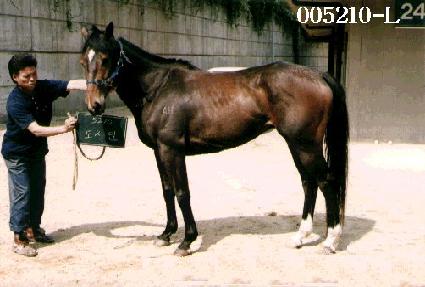 ������ ����