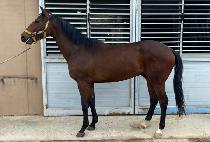 �����巡�� (MAGIC DRAGON) ����