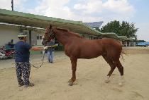 �巡��ų�� (DRAGON KILLER) ����