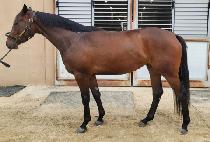 ����巡�� (QUEENS DRAGON) ����