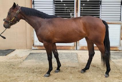 ����巡�� ����