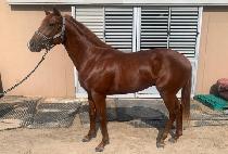 �ٺ������� (BABYLON FOX) ����