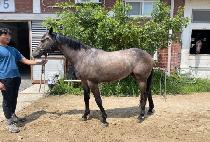 ����Ʈ���� (SEOGWI TRIPLE) ����