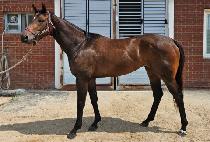 ������� (WIND ROSE) ����