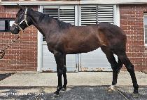 �긮���ɷ��� (BREEDO CERES) ����