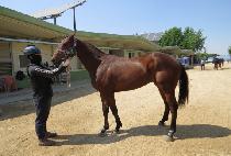 ������� (USEUNG JINLI) ����