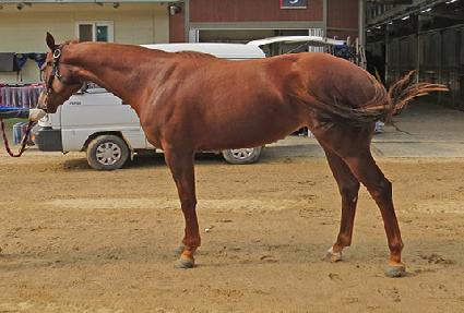 ���������� ����