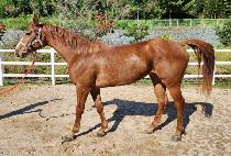 ����Ǯ�׹�ũ (WONDERFUL TEMMINCK ) ����