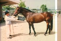 ���Ķ� (SHOW PALA) ����