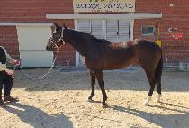 ����Ʈ�� (BLACK TREE) ����