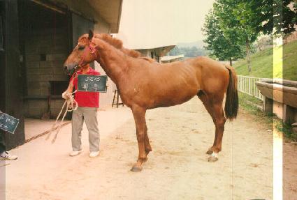 ȹ�� ����