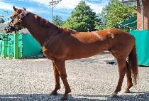 ��Ű�� (SEKIFU) ����