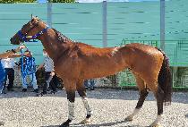 ���ͽ� (RAPTUS) ����