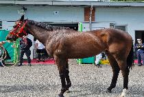 ŷ���ǵ� (KINGS SHIELD) ����