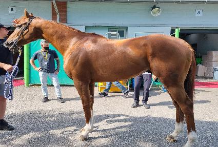 ���ڷ���Ʈ ����