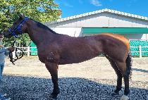 ����� (CELAVI) ����