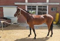 �׷���Ʈ���� (GREAT MARU) ����