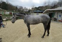 ���ý�Ÿ�� (APPLE STYLE) ����