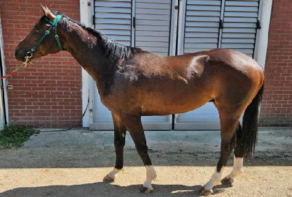 ����� ����