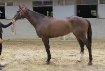 ���̾Ʒ� (DIA ROOK) ����