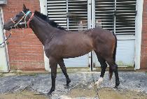 ���̴ϵ� (SHINY DEW) ����