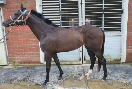 ���̴ϵ� ����