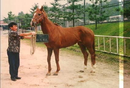 ����ī�� ����