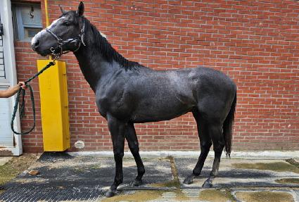 ����Ʈ������ ����