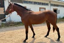 ����Ʈ (REMENT) ����