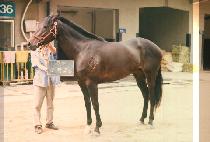 �����׸� (CHO GAK CREEM) ����