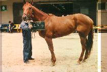 �ʰ��� (CHO GYE JEUNG) ����