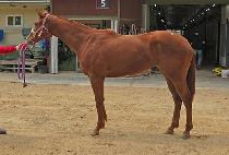 Ȳ�ݺ��� (HWANGGEUM BULPAE) ����