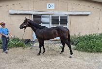 �����̱� (SEOBU EAGLE) ����