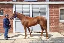 ��Ʈ�巡�� (LAST DRAGON) ����