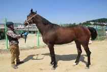 �Ķ󵵽� (PARADOS) ����