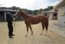 ����� (BROWN SUGAR) ����