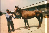 �̴����� (MINI FOX) ����