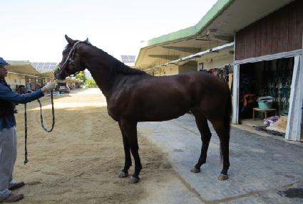 ���佺Ÿ ����